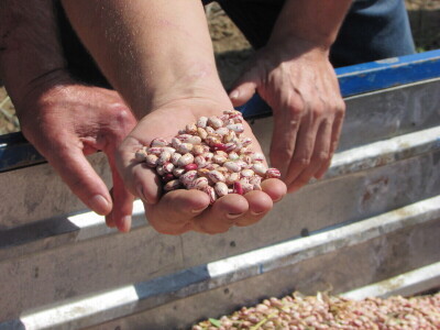 U Kozarskoj Dubici održani dani pasulja U Kozarskoj Dubici održani dani pasulja