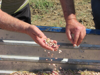 U Kozarskoj Dubici održani dani pasulja U Kozarskoj Dubici održani dani pasulja