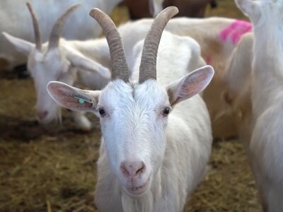 U krajoliku Bogom danom za koze i raštiku svi jedu k'o u matere