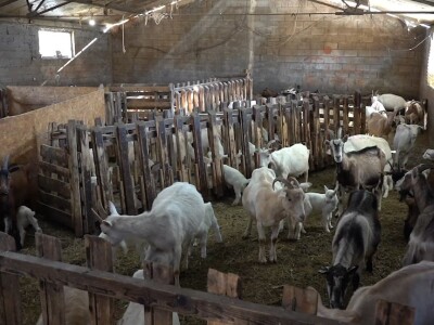 U krajoliku Bogom danom za koze i raštiku svi jedu k'o u matere