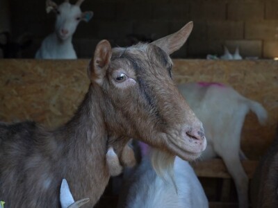U krajoliku Bogom danom za koze i raštiku svi jedu k'o u matere