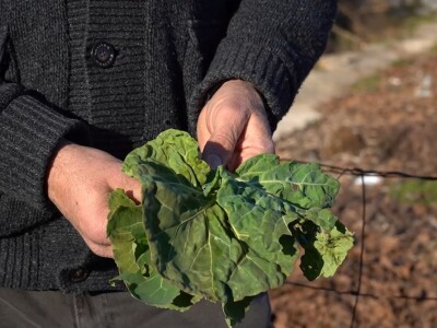 U krajoliku Bogom danom za koze i raštiku svi jedu k'o u matere