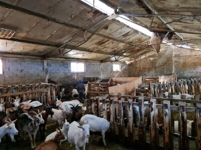U krajoliku Bogom danom za koze i raštiku svi jedu k'o u matere