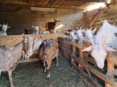 U krajoliku Bogom danom za koze i raštiku svi jedu k'o u matere