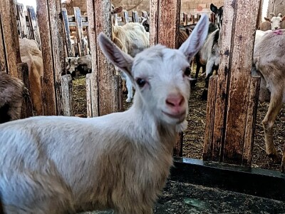 U krajoliku Bogom danom za koze i raštiku svi jedu k'o u matere