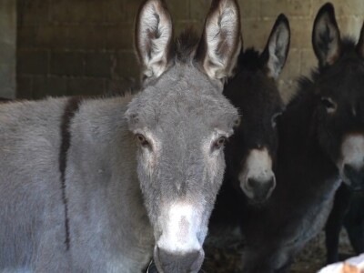 U krajoliku Bogom danom za koze i raštiku svi jedu k'o u matere