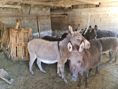 U krajoliku Bogom danom za koze i raštiku svi jedu k'o u matere