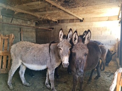 OPG "Viraj Rafael" iz Drinovaca u općini Grude