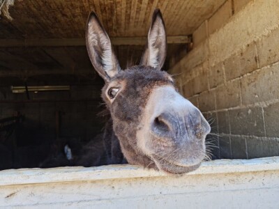 U krajoliku Bogom danom za koze i raštiku svi jedu k'o u matere