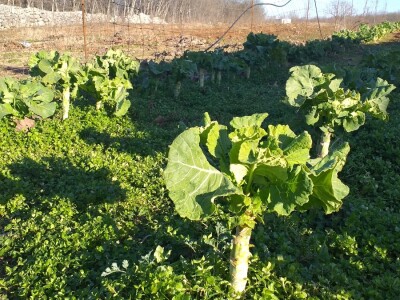 U krajoliku Bogom danom za koze i raštiku svi jedu k'o u matere