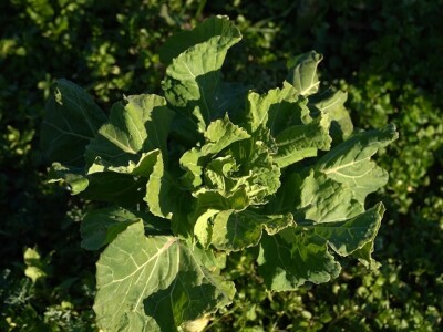 U krajoliku Bogom danom za koze i raštiku svi jedu k'o u matere