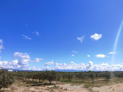 U LjUBUŠKOM NAJVEĆI MASLINIK NA BALKANU
