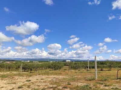 U LjUBUŠKOM NAJVEĆI MASLINIK NA BALKANU
