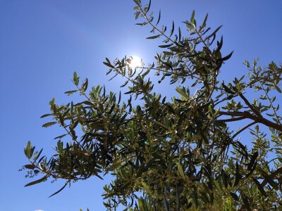 U LjUBUŠKOM NAJVEĆI MASLINIK NA BALKANU