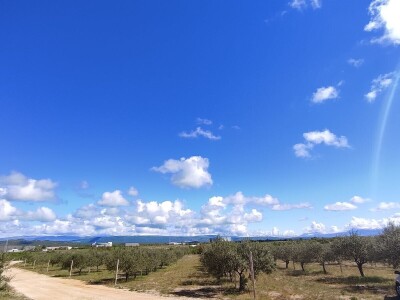 U LjUBUŠKOM NAJVEĆI MASLINIK NA BALKANU