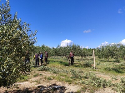 U LjUBUŠKOM NAJVEĆI MASLINIK NA BALKANU