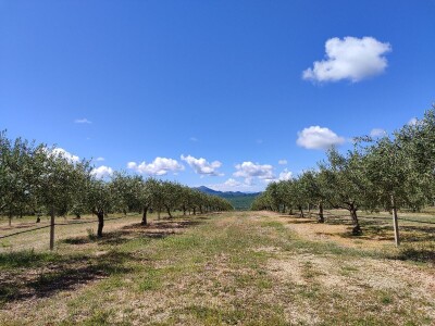 U LjUBUŠKOM NAJVEĆI MASLINIK NA BALKANU
