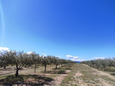 U LjUBUŠKOM NAJVEĆI MASLINIK NA BALKANU