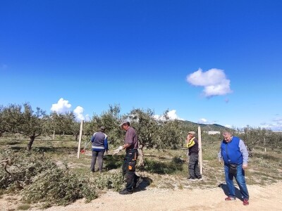 U LjUBUŠKOM NAJVEĆI MASLINIK NA BALKANU