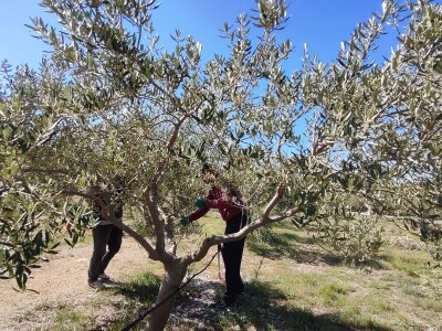 U LjUBUŠKOM NAJVEĆI MASLINIK NA BALKANU