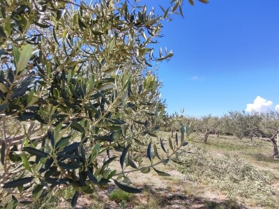 U LjUBUŠKOM NAJVEĆI MASLINIK NA BALKANU