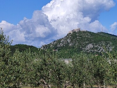 U LjUBUŠKOM NAJVEĆI MASLINIK NA BALKANU