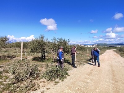 U LjUBUŠKOM NAJVEĆI MASLINIK NA BALKANU