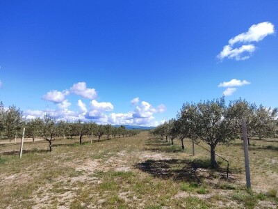 U LjUBUŠKOM NAJVEĆI MASLINIK NA BALKANU
