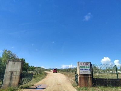 U LjUBUŠKOM NAJVEĆI MASLINIK NA BALKANU