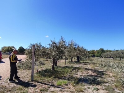 U LjUBUŠKOM NAJVEĆI MASLINIK NA BALKANU
