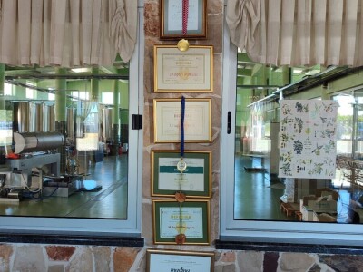 U LjUBUŠKOM NAJVEĆI MASLINIK NA BALKANU