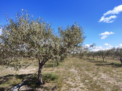 U LjUBUŠKOM NAJVEĆI MASLINIK NA BALKANU