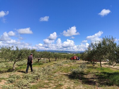 U LjUBUŠKOM NAJVEĆI MASLINIK NA BALKANU