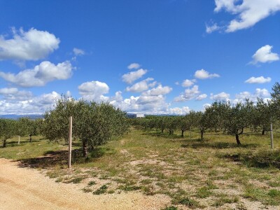 U LjUBUŠKOM NAJVEĆI MASLINIK NA BALKANU