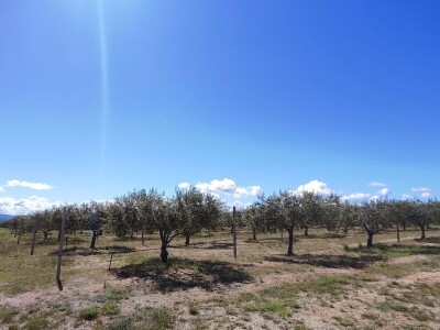 U LjUBUŠKOM NAJVEĆI MASLINIK NA BALKANU