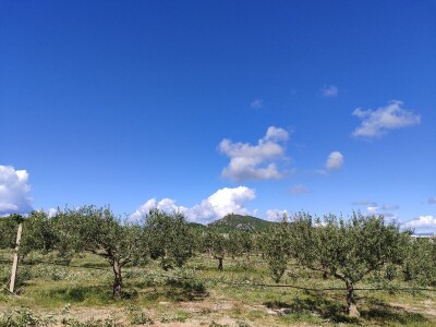 U LjUBUŠKOM NAJVEĆI MASLINIK NA BALKANU