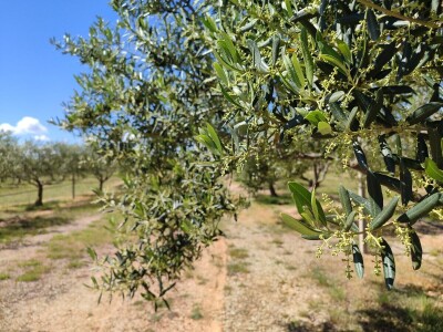 U LjUBUŠKOM NAJVEĆI MASLINIK NA BALKANU