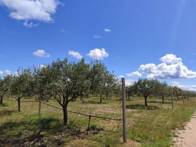 U LjUBUŠKOM NAJVEĆI MASLINIK NA BALKANU