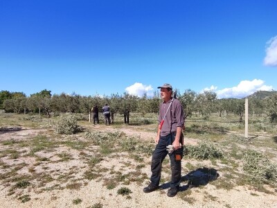U LjUBUŠKOM NAJVEĆI MASLINIK NA BALKANU