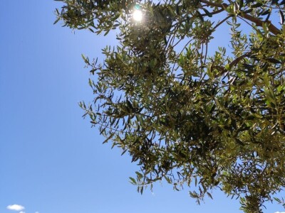 U LjUBUŠKOM NAJVEĆI MASLINIK NA BALKANU