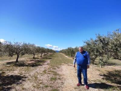 U LjUBUŠKOM NAJVEĆI MASLINIK NA BALKANU