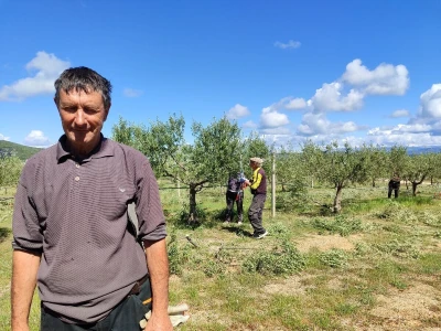 U LjUBUŠKOM NAJVEĆI MASLINIK NA BALKANU