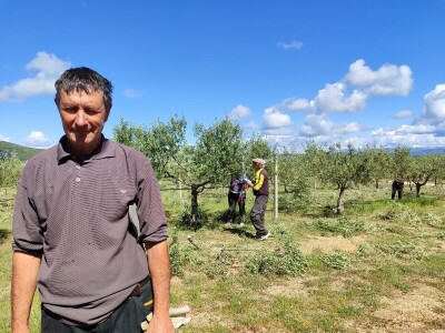 U LjUBUŠKOM NAJVEĆI MASLINIK NA BALKANU