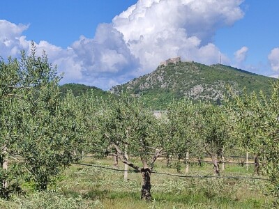 U LjUBUŠKOM NAJVEĆI MASLINIK NA BALKANU