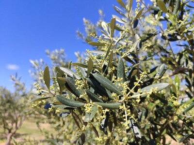 U LjUBUŠKOM NAJVEĆI MASLINIK NA BALKANU