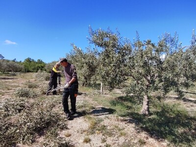U LjUBUŠKOM NAJVEĆI MASLINIK NA BALKANU