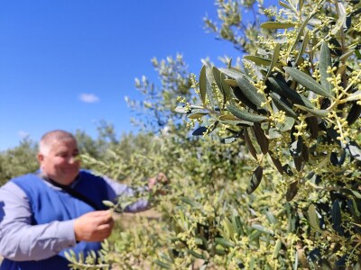 U LjUBUŠKOM NAJVEĆI MASLINIK NA BALKANU