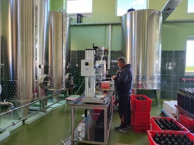 U LjUBUŠKOM NAJVEĆI MASLINIK NA BALKANU