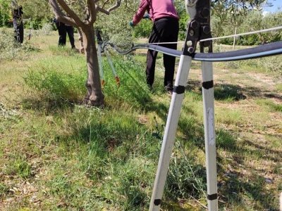 U LjUBUŠKOM NAJVEĆI MASLINIK NA BALKANU
