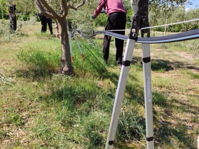 U LjUBUŠKOM NAJVEĆI MASLINIK NA BALKANU